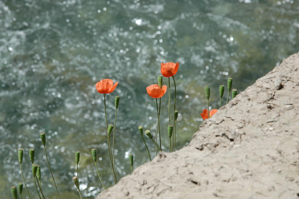 Poppies of Quirka Valley