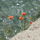 Poppies of Quirka Valley