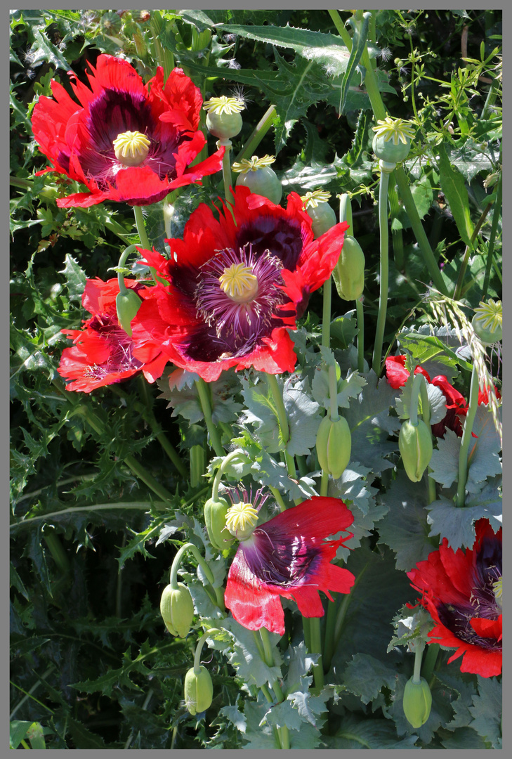 poppies on the alnmouth cycle track