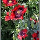 poppies on the alnmouth cycle track