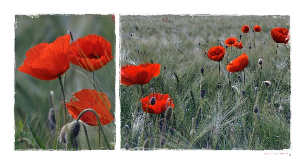 Poppies on the line