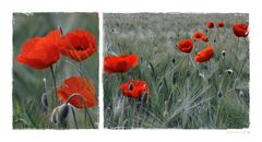 Poppies on the line