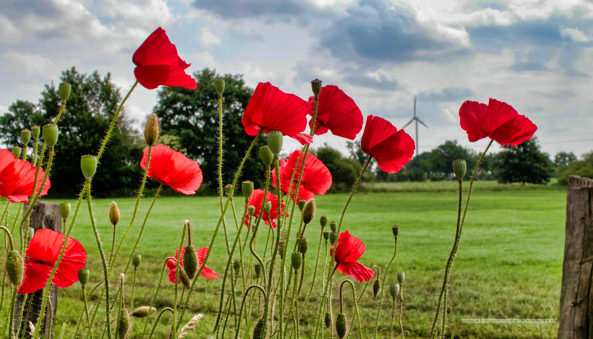 Poppies on the roadside