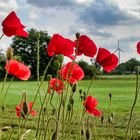 Poppies on the roadside