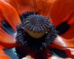 Poppies Poppies Poppies