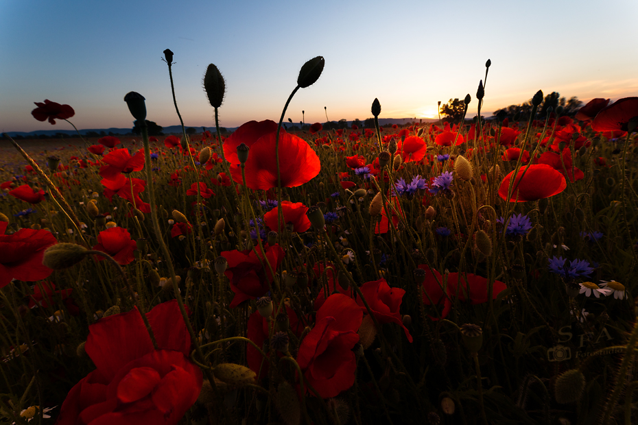 Poppies - SFA © 2020