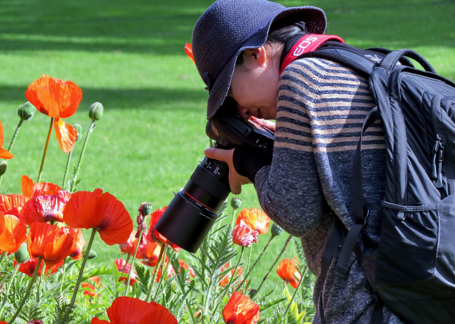 Poppies Through the Big Lens