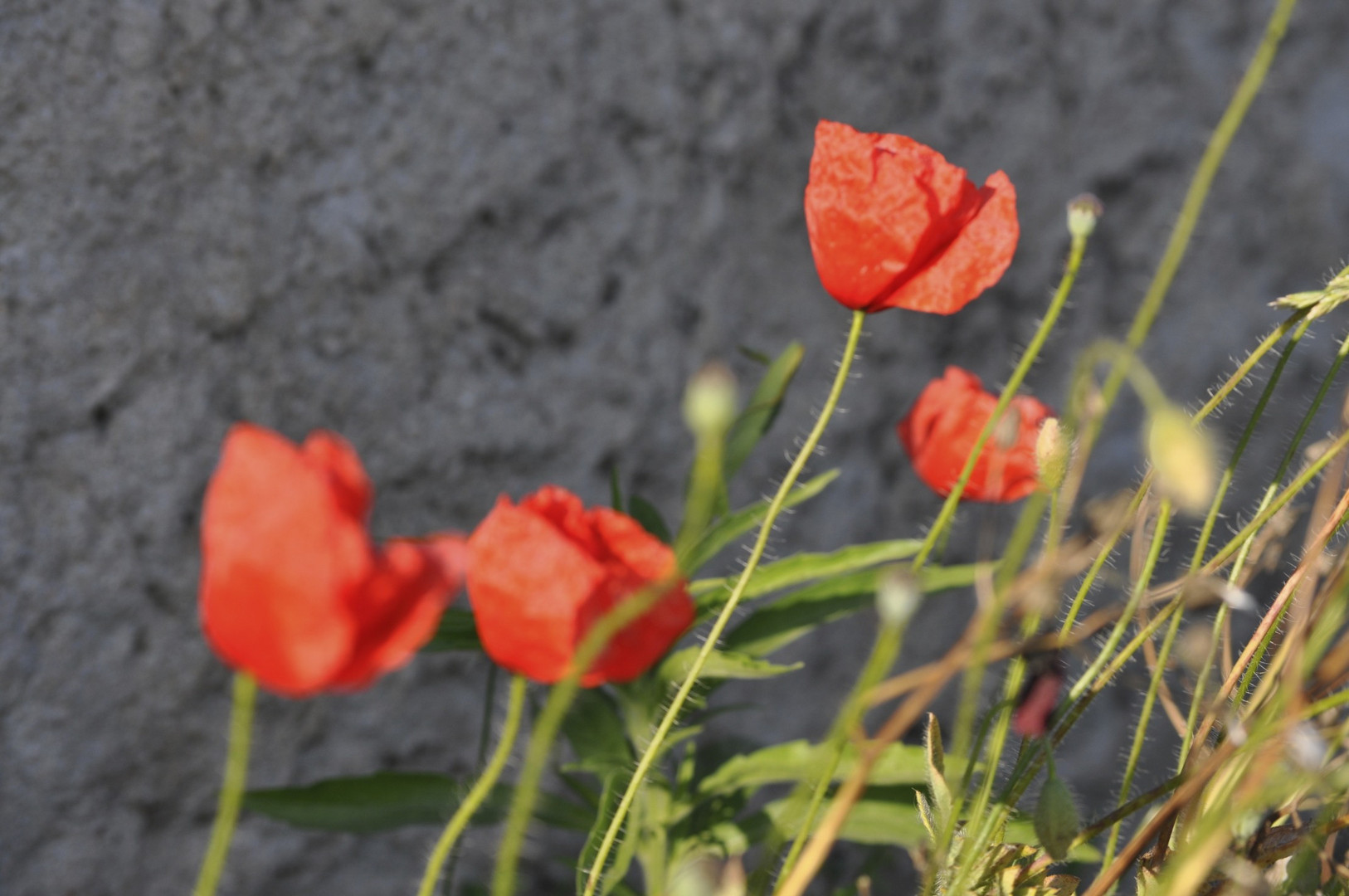 Poppies Wind and happiness