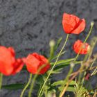 Poppies Wind and happiness