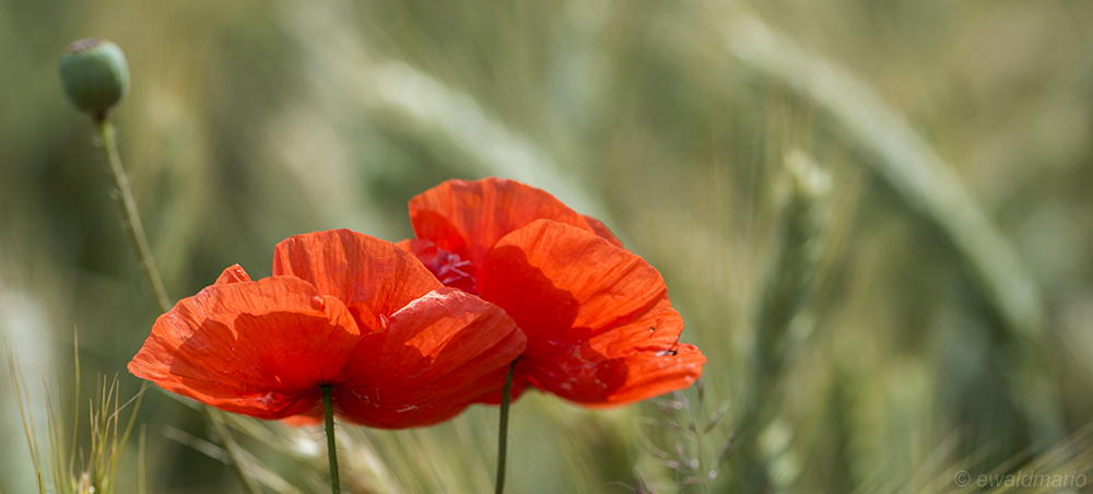 poppies_mini_panno