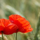 poppies_mini_panno