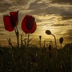 .poppies.sunset.