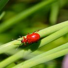 Poppig: Maiglöckchenhähnchen