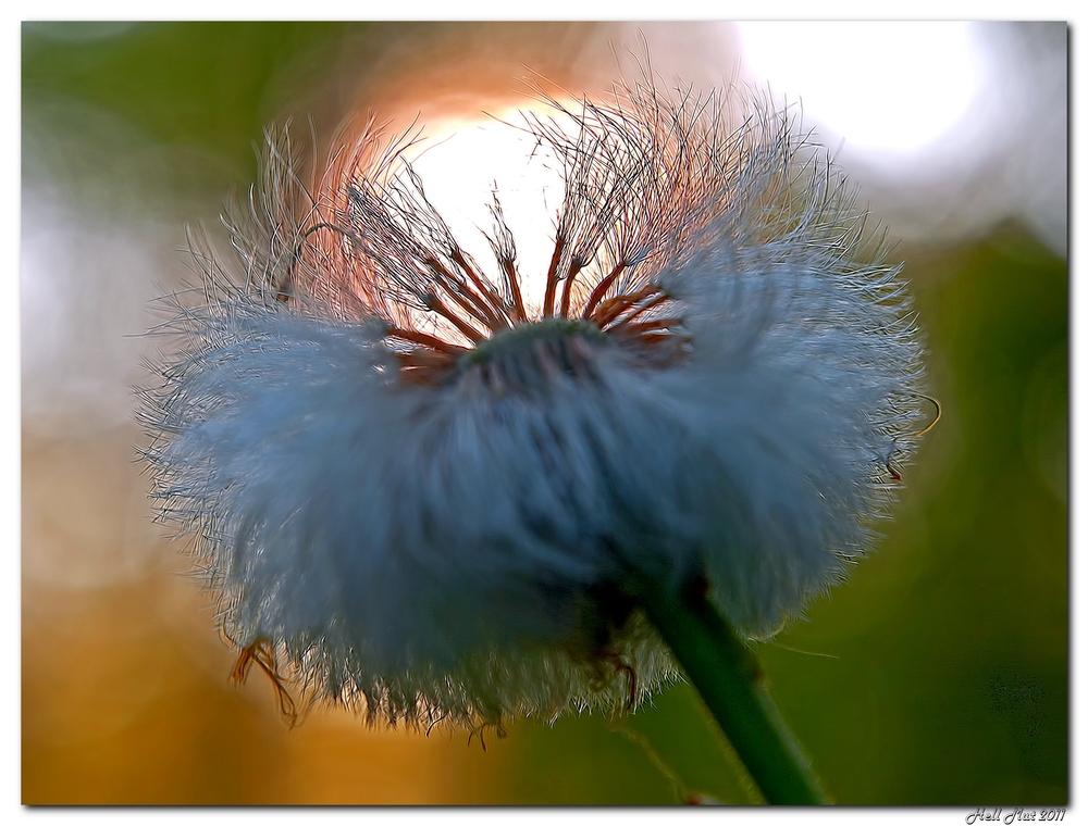 Poppige Pusteblume