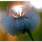 Poppige Pusteblume