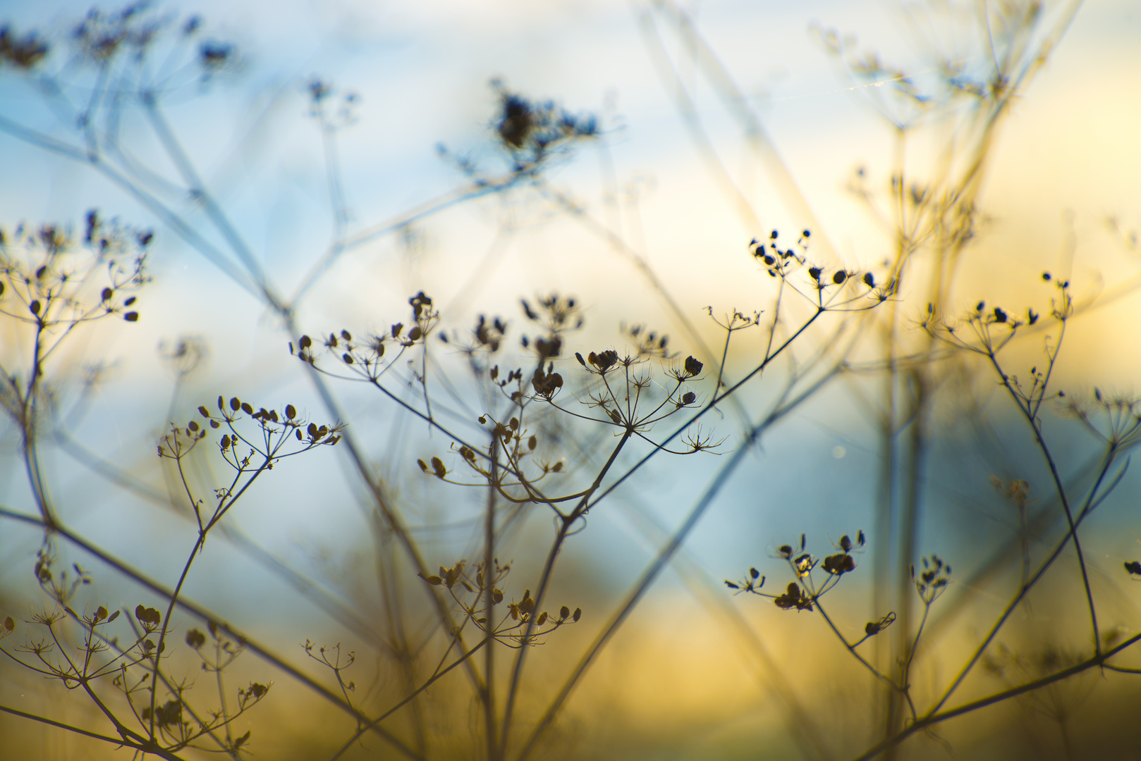 Poppiger Herbst