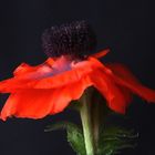 Poppy