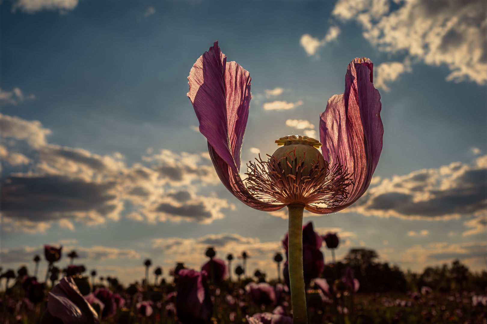 Poppy-1