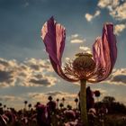 Poppy-1