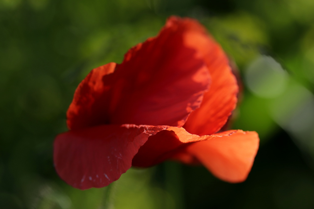 Poppy