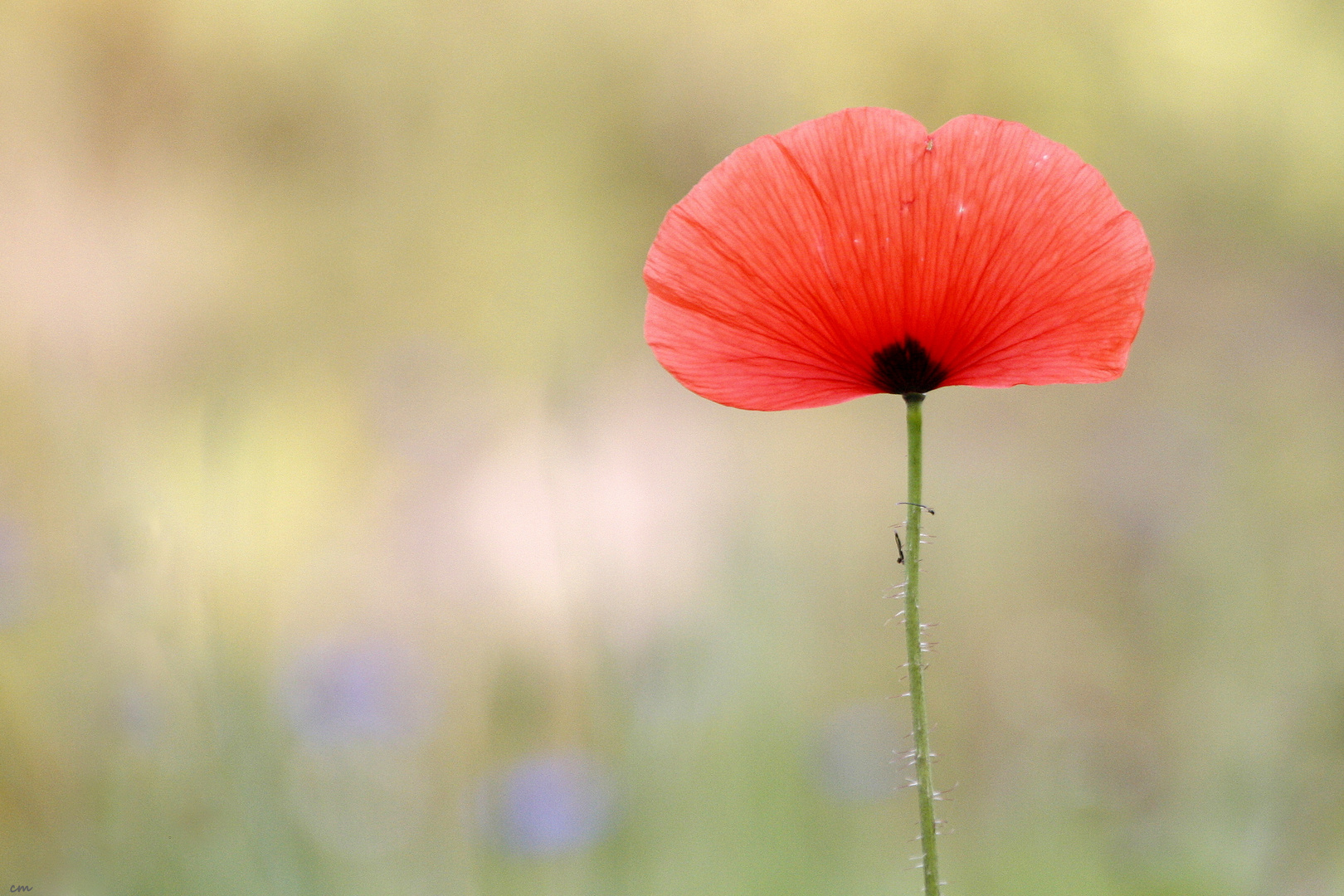 ** POPPY **