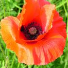 poppy 2..