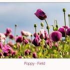 Poppy