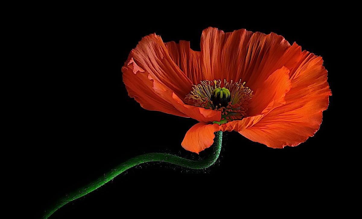 Poppy...