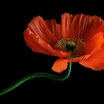 Poppy...