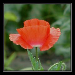 Poppy