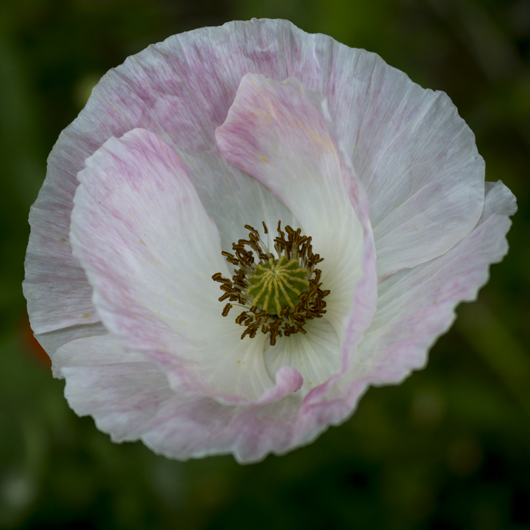 Poppy