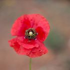 poppy