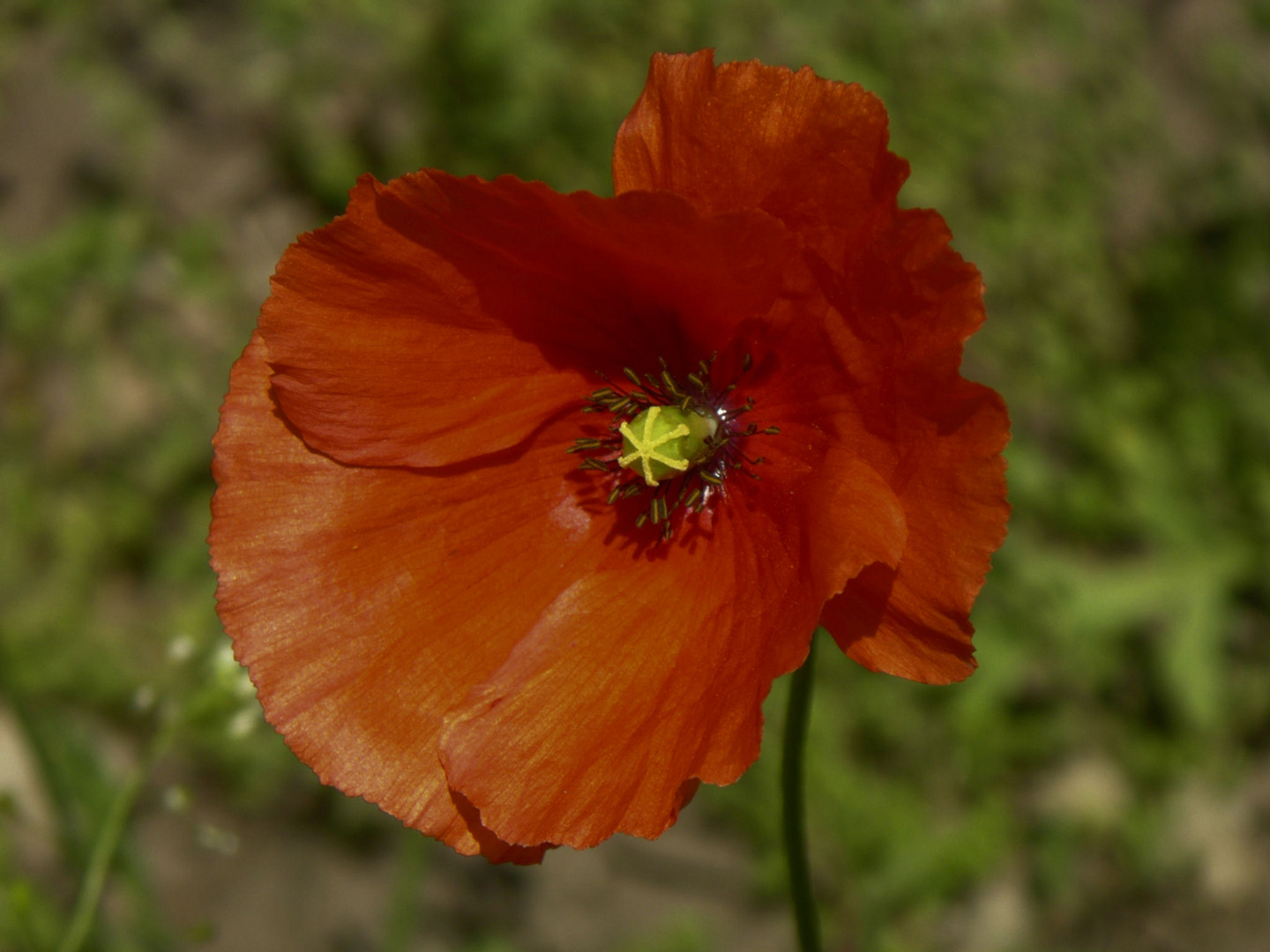 poppy