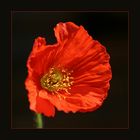 Poppy