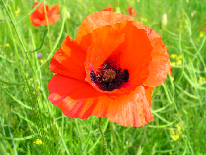 POPPY.