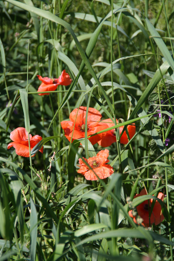 ***Poppy***