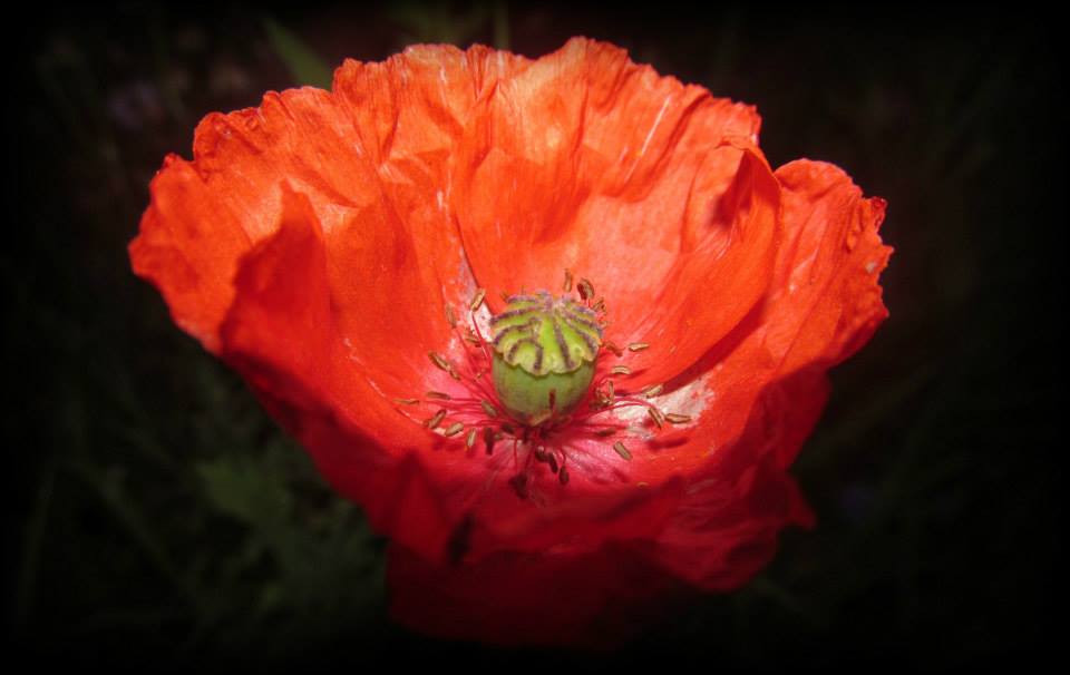 Poppy.