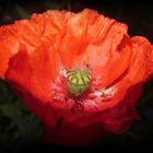 Poppy.