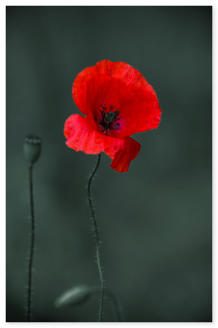 poppy