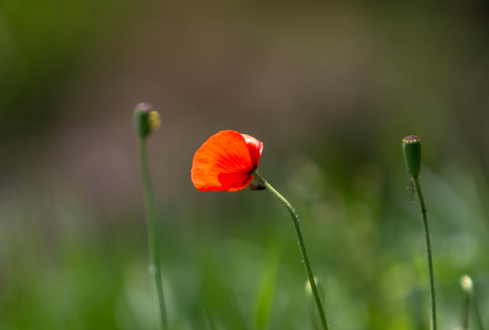 ..poppy and beetle..