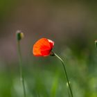 ..poppy and beetle..