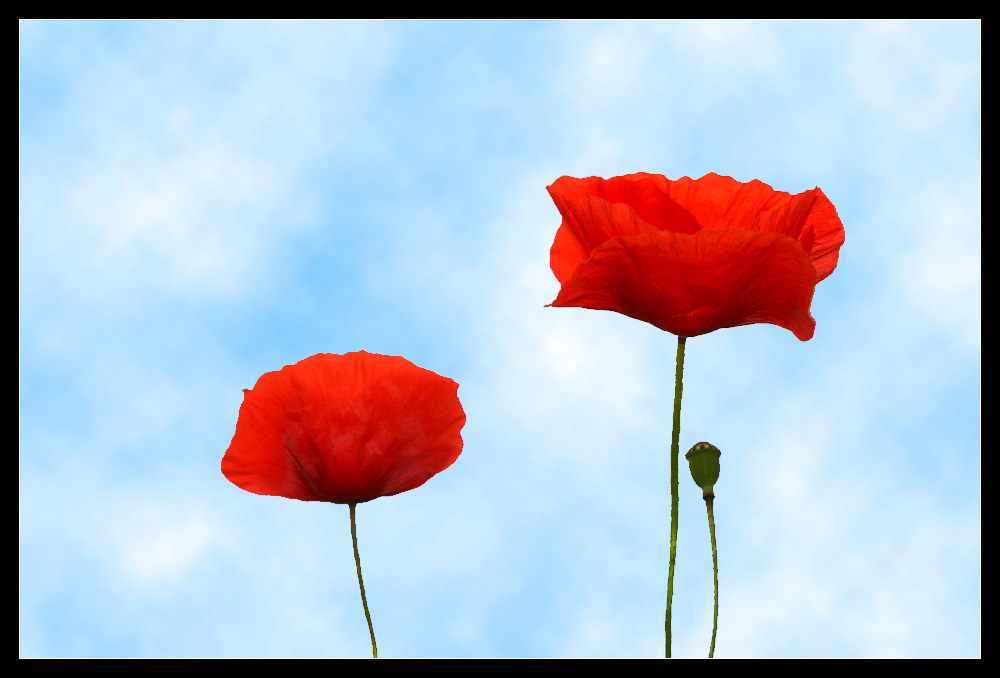 poppy and blue sky