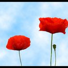 poppy and blue sky