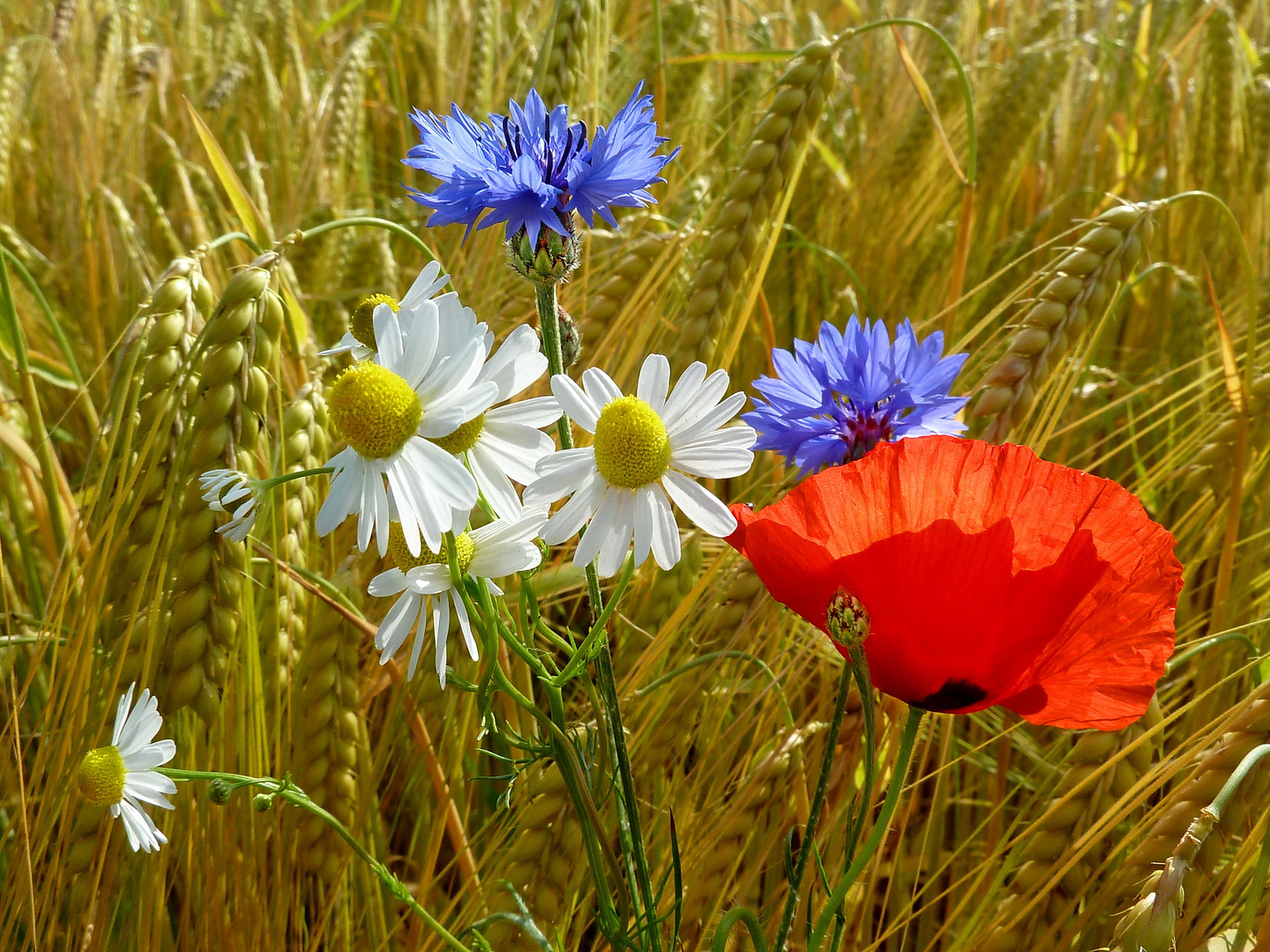 Poppy and cornflowers