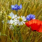 Poppy and cornflowers