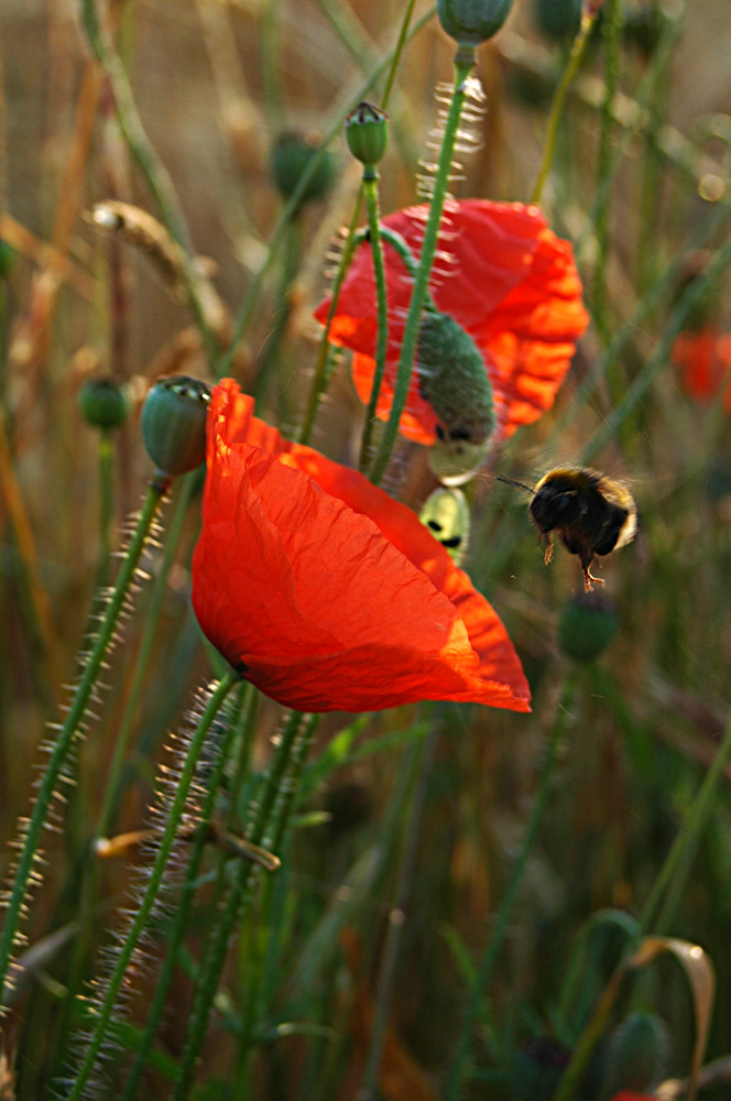 Poppy and the Bumble Bee