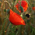 Poppy and the Bumble Bee