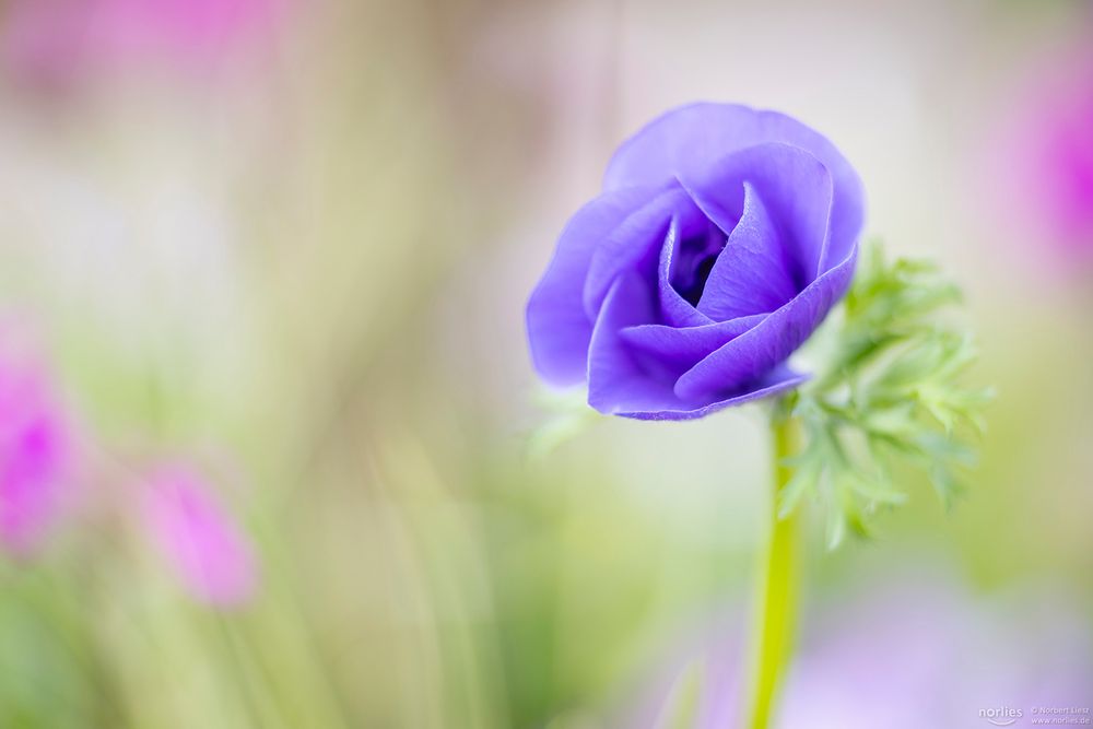 poppy anemone