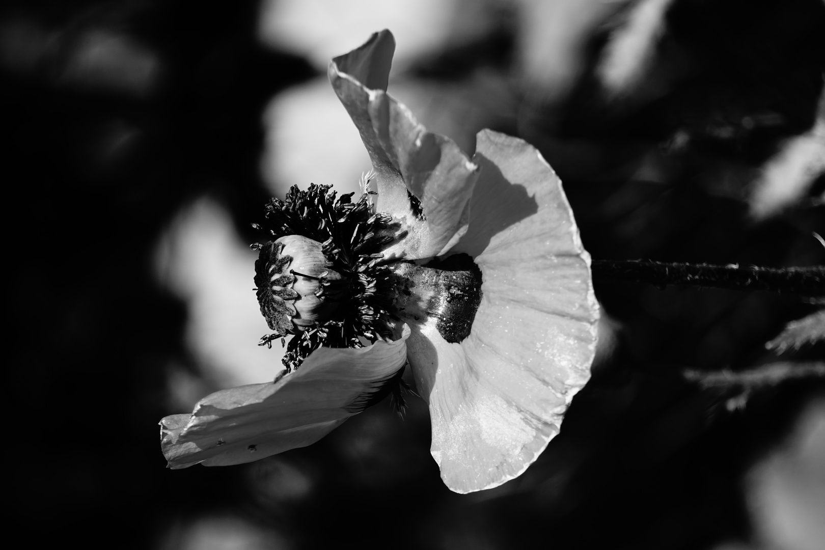 Poppy Angel 