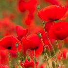 Poppy Appeal in Somerset